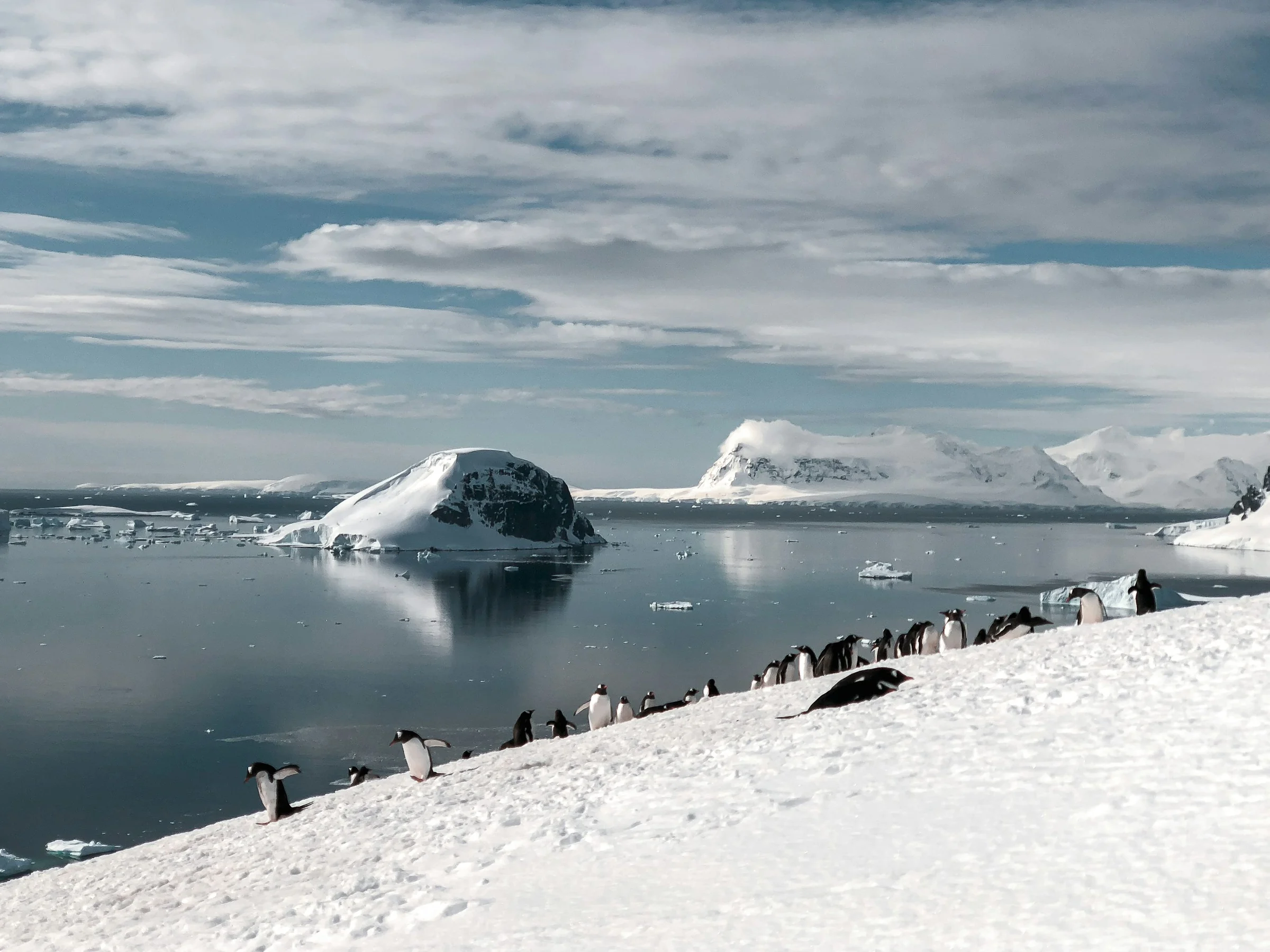 Penguins on a snowy Antarctic shoreline with ice and distant mountains